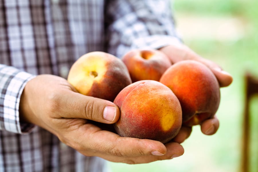 Selecting ripe peaches