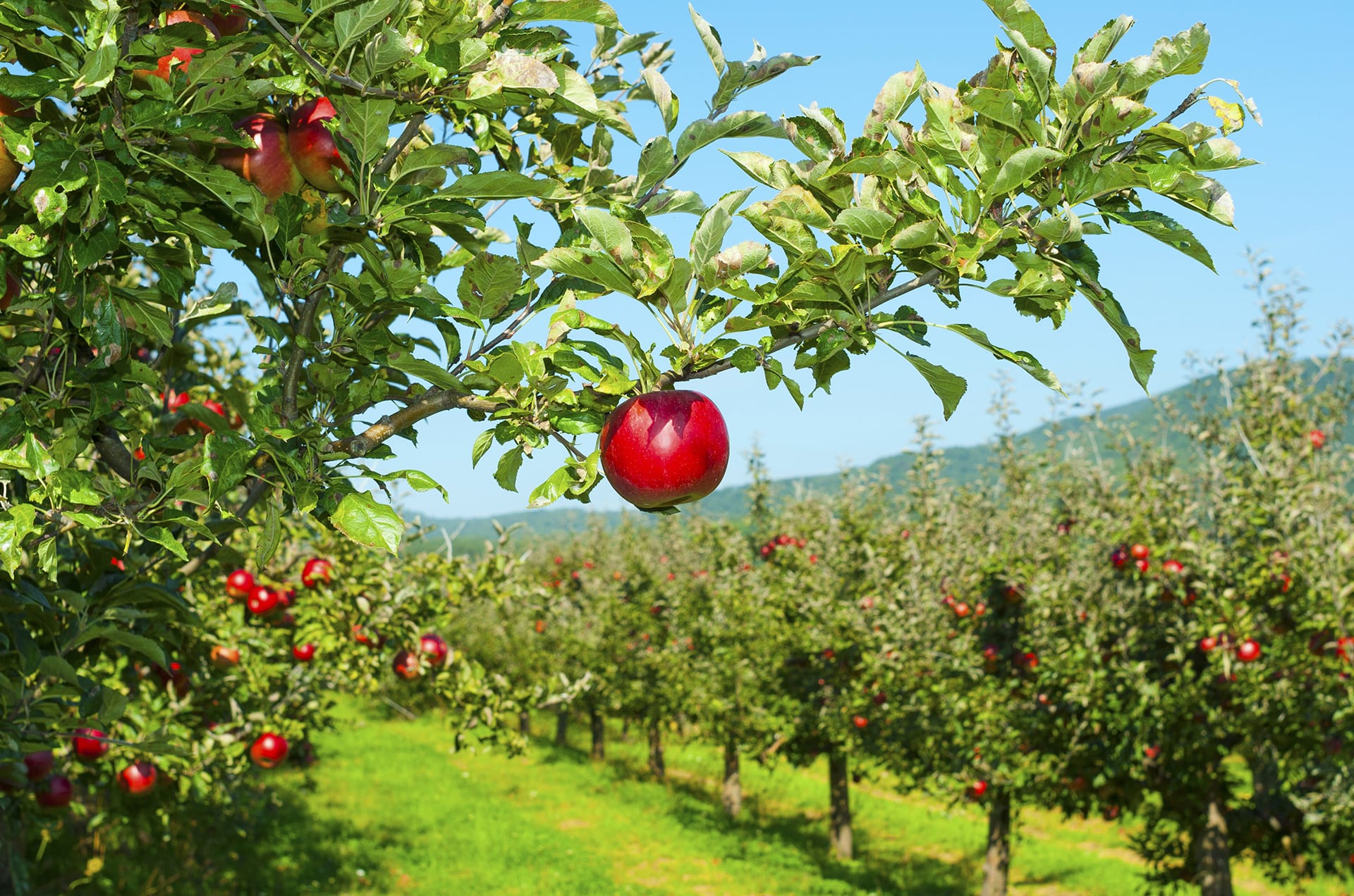 Ripe apples in an orchard