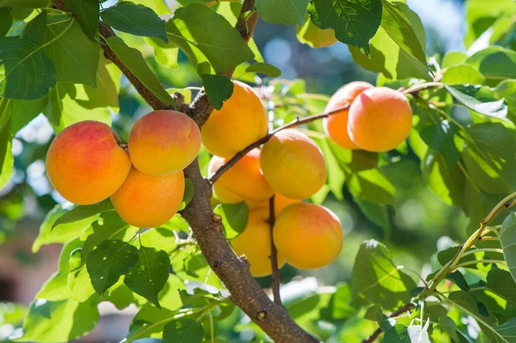 Apricots ready for harvest